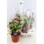 product/img.floraplaza.nl/9652-14-LIVE_fotos-0x2618457729EF9BD02A380A36FCF4BA451B31DAEE.jpg
