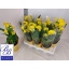 product/img.floraplaza.nl/9652-14-LIVE_fotos-0x7E89FDD511CF1C0ED0FFEC6440693027E65A816A.jpg