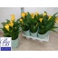 product/img.floraplaza.nl/9652-14-LIVE_fotos-0xD8A426E8E402CDEF9A6290919ED0F5E95CD67DC6.jpg