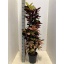 product/img.floraplaza.nl/9682-30-LIVE_fotos-0x5FF7E3FA18E5979F29900CC86FCD0DB3C030338F.jpg