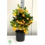 product/img.floraplaza.nl/97032-20-LIVE_fotos-0xA36ABB412820803F638BAB9071A4939737584619.jpg
