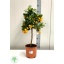 product/img.floraplaza.nl/97032-20-LIVE_fotos-0xCAFEB37DAF592A491524D892C45F10BE09E59978.jpg