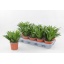 product/img.floraplaza.nl/9762-12-LIVE_fotos-0xCE3C5787601ABFFC1B766A222F55DEB88DEB32E8.jpg