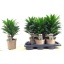 product/img.floraplaza.nl/9762-17-LIVE_fotos-0xAAD5E9DF5E703D64B29CFC437A248F8F60AC00D6.jpg