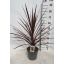 product/img.floraplaza.nl/9763-21-LIVE_fotos-0xC5A378884C892203E2AB504A4844CF762BBDF86C.jpg