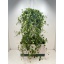 product/img.floraplaza.nl/9768-24-LIVE_fotos-0xB666BE3844A435AD1185925C66AFCD1CBB8A51F2.jpg