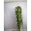 product/img.floraplaza.nl/9769-17-LIVE_fotos-0x0BD4D84F4B61DD10A41E8F9AEED608DDD41C9079.jpg