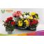 product/img.floraplaza.nl/9830-13-LIVE_fotos-0x1183AD5945BCC4AA7D682A774078823CDFAE9583.jpg