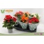 product/img.floraplaza.nl/9830-13-LIVE_fotos-0x291F0F43267C1287EE169DEED239F7BA275B660C.jpg