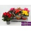 product/img.floraplaza.nl/9830-13-LIVE_fotos-0x850D49B28A1D42DD5FF8F36F43EA6A5D054C53DC.jpg