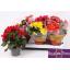 product/img.floraplaza.nl/9830-13-LIVE_fotos-0xA9B477F0FD26E356B324B6D4ADDEF68CBF5C7DD3.jpg
