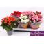product/img.floraplaza.nl/9830-13-LIVE_fotos-0xC26FBF5C94AB8C924831254E020804F32FA1055A.jpg