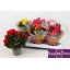 product/img.floraplaza.nl/9830-13-LIVE_fotos-0xDCA78BB1CB939E0AA8969AC44CEB7B3A205F4B62.jpg