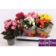 product/img.floraplaza.nl/9830-13-LIVE_fotos-0xEE2594D20FCE82A916964B8F0D5A57098E048AD0.jpg