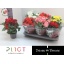 product/img.floraplaza.nl/9830-14-LIVE_fotos-0x9CC1A6DDB9A4E2826F17A30007575788C3F191F2.jpg