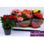 product/img.floraplaza.nl/9830-14-LIVE_fotos-0xA987E491F960AF63BB485A7C09310F78B6721752.jpg