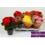 product/img.floraplaza.nl/9830-14-LIVE_fotos-0xEBA301B91DCFD56682E8AD1BE46F2F414E825202.jpg