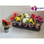product/img.floraplaza.nl/9830-9-LIVE_fotos-0x2A9992DA7D1445D36F82906CEFF2B18EC689168A.jpg