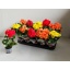 product/img.floraplaza.nl/9830-9-LIVE_fotos-0x667B5BC2EEABA51D7AA632EBBE377F97C80A41BE.jpg