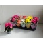 product/img.floraplaza.nl/9830-9-LIVE_fotos-0xCA67F638AE61EB909E83ED1A1E9F6D07723AE7B5.jpg