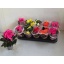 product/img.floraplaza.nl/9830-9-LIVE_fotos-0xF4C605672BEAA8D176EB689752C31A16AED5A5A3.jpg