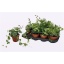 product/img.floraplaza.nl/9849-13-LIVE_fotos-0xE047F8D7DD43E477AEA077EC32BDF3915BEFF0DC.jpg
