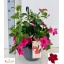 product/img.floraplaza.nl/99810-27-LIVE_fotos-0x83E1F82DF37748643B959EEEA500A8323BCB4FCE.jpg
