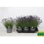 product/img.floraplaza.nl/99908-17-LIVE_fotos-0x1118782DCC8C3B04618B6639AB80C5832DCF1D26.jpg