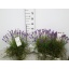 product/img.floraplaza.nl/99908-17-LIVE_fotos-0x3EA94CE3510C44130175D38A8D9DA4CB3354D21C.jpg