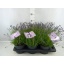 product/img.floraplaza.nl/99908-17-LIVE_fotos-0xED64F57D7BA4C25FF2FCFA93F41A28B0CAC85876.jpg