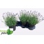 product/img.floraplaza.nl/99908-19-LIVE_fotos-0x4F1A949402A2647BB4DFA8E54B0C1583B214A3B4.jpg