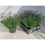 product/img.floraplaza.nl/99908-19-LIVE_fotos-0xB4837E88E21A46E338FF9248CD293ED157BA6746.jpg