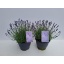 product/img.floraplaza.nl/99908-23-LIVE_fotos-0x8C9609D002DE1F419BD792D45D4C6FAD90F783D4.jpg