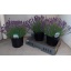 product/img.floraplaza.nl/99908-23-LIVE_fotos-0xD2B6FABB07F14A31BC1BDEBC90166237408F0D95.jpg