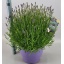 product/img.floraplaza.nl/99908-26-LIVE_fotos-0x5D44C9C941A437BFF2182A071CA8D7AB4213AB20.jpg