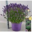 product/img.floraplaza.nl/99908-26-LIVE_fotos-0xAE0A7F7B9DDE169F50F63417C9D1CB9C4D778BE7.jpg