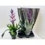 product/img.floraplaza.nl/AECBR15-LIVE_fotos-0x7172E44FD945C51C17B794473512DDE66E15FC02.jpg
