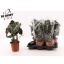 product/img.floraplaza.nl/ALO17POL-LIVE_fotos-0xD039B571E4F97A83AC7F0560AC776CECB8C28B85.jpg