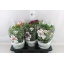 product/img.floraplaza.nl/ALS19-LIVE_fotos-0x1699DFC9D93674C9162930B380125400A98C2180.jpg