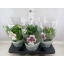 product/img.floraplaza.nl/ALS19-LIVE_fotos-0xEC120FB49D4B130C1A54A2426B203FB0D734AF7C.jpg