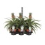 product/img.floraplaza.nl/ANA12-LIVE_fotos-0xB94C39657FF6463FED838D0F9D389DF492393C03.jpg