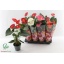 product/img.floraplaza.nl/ANT14MIX-LIVE_fotos-0x833D40B70C6B1AF18437FD09C7600D0CE9A8987E.jpg