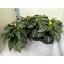 product/img.floraplaza.nl/APH13DAN-LIVE_fotos-0xD69A122ED44A92A1D3A8F3EE0BC8E91C6DF1D70E.jpg