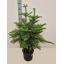 product/img.floraplaza.nl/ARA24-LIVE_fotos-0x9C87CCECDA9E4CCED4C132942F42CE42E5C2670D.jpg