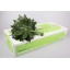 product/img.floraplaza.nl/ARA4-LIVE_fotos-0xBB765D225265D26CEF7C18BBC36A4BB26FB384FD.jpg