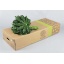product/img.floraplaza.nl/ARA45-LIVE_fotos-0x32C0966AF3C5B6104B5CAD50A11C4445356A9403.jpg