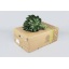 product/img.floraplaza.nl/ARALIA_RIO_VERDE_30CM-LIVE_fotos-0x204CD704605C7119EF064C1391FB1FD2FCBB87C0.jpg