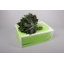 product/img.floraplaza.nl/ARALIA_RIO_VERDE_30CM-LIVE_fotos-0x7F665580CA334D3C3F1A62FB88D9EC3996664BA8.jpg