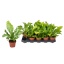 product/img.floraplaza.nl/ASPNII12-LIVE_fotos-0xD770DFE6FD9E708DC88C7152B6AD98C1FFE049EB.jpg
