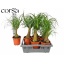 product/img.floraplaza.nl/BEA17REC-LIVE_fotos-0xAF2597D7D592A4561886488F03826FF238266B4B.jpg